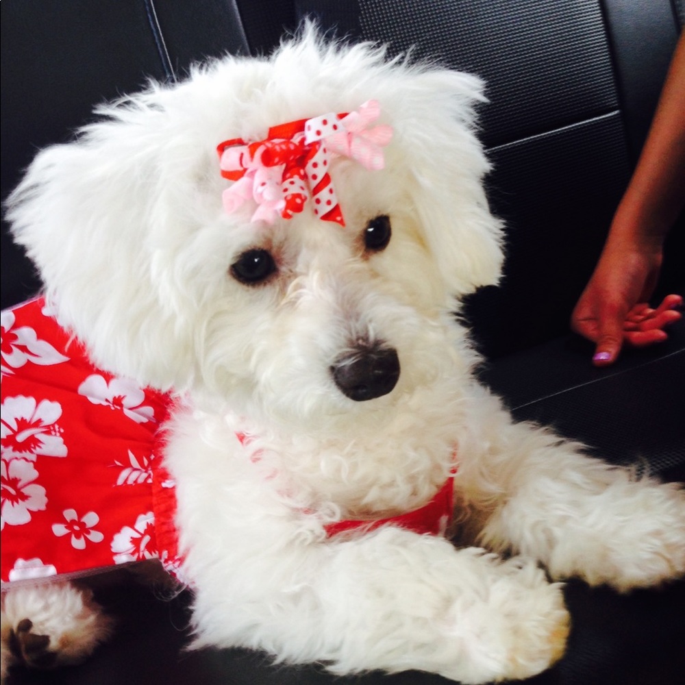 Meet your Posher, Sawsan